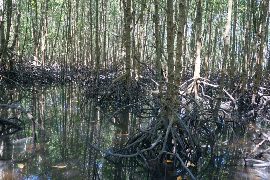 dans les mangroves du sanctuaire Peam Krasaop à Koh Kong