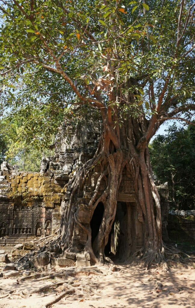 l'entrée du temple Ta som coincée dans un arbre