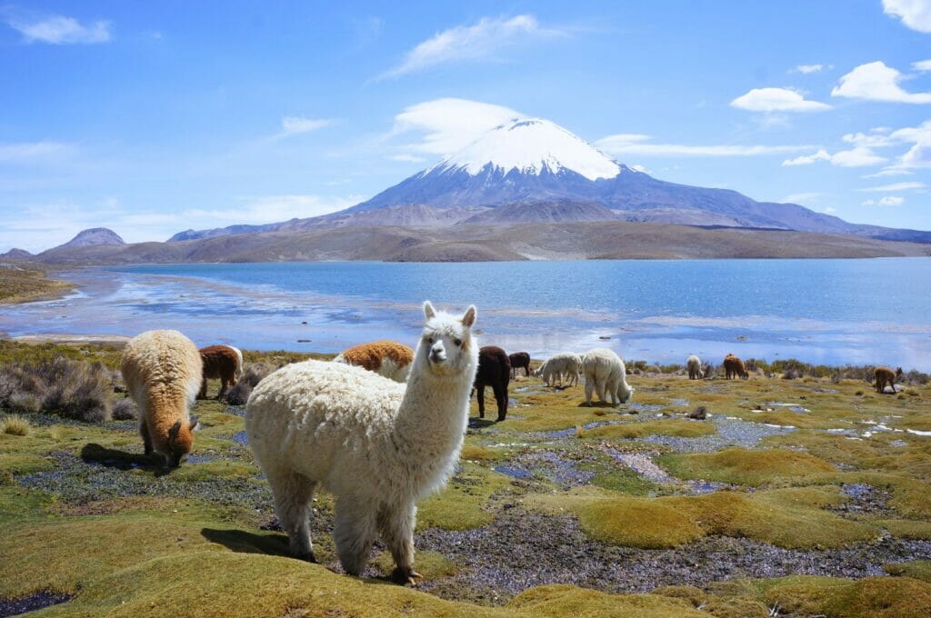 les alpagas en Bolivie, pays par lequel notre itinéraire de tour du monde passait