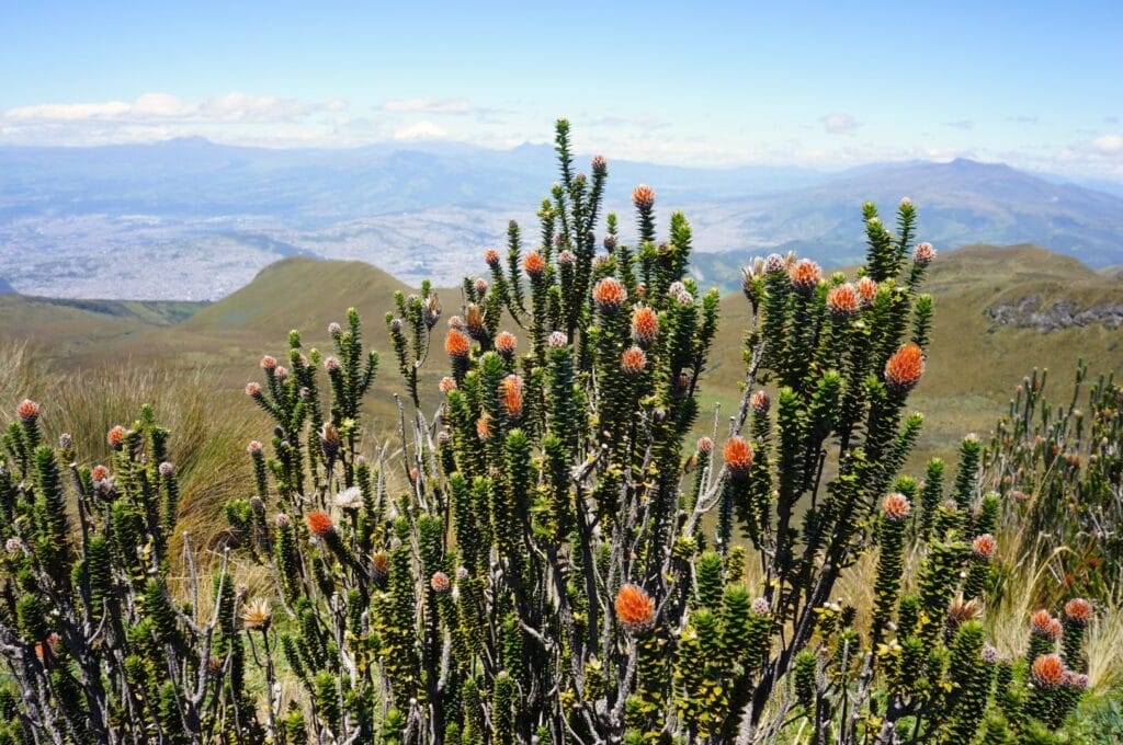 cactus sur le volcan Pichincha