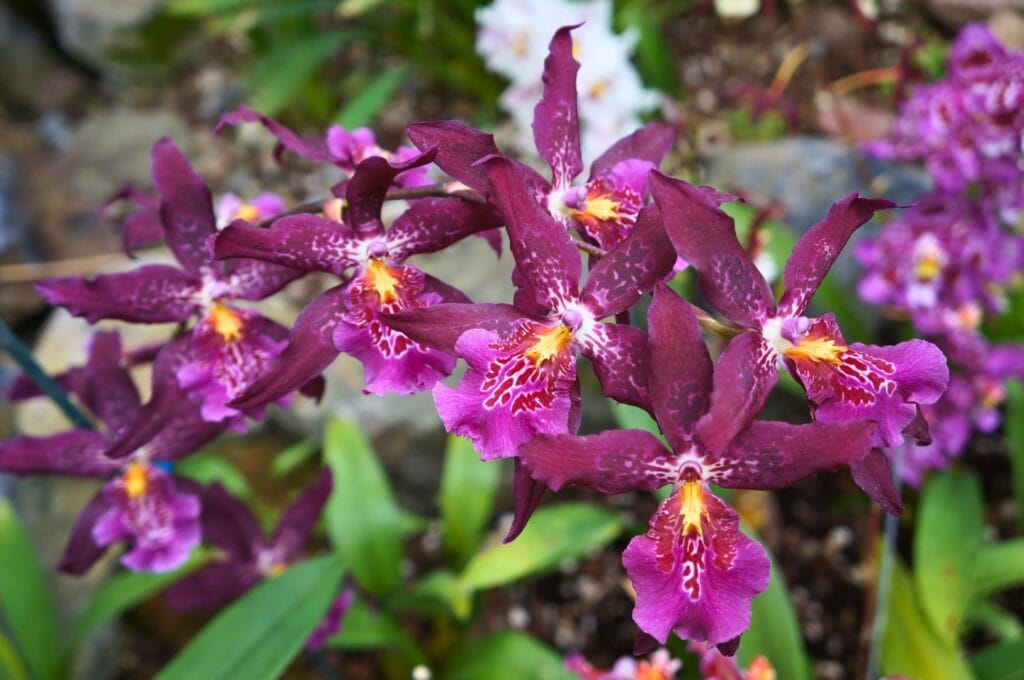 orchidée dans le le jardin botanique de Quito