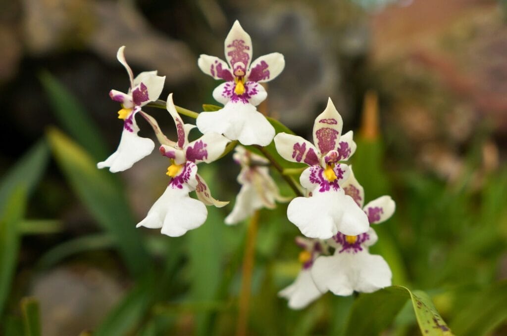 orchidée dans le le jardin botanique de Quito