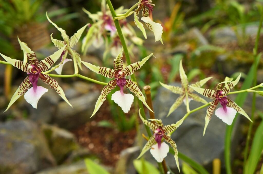 orchidée dans le le jardin botanique de Quito