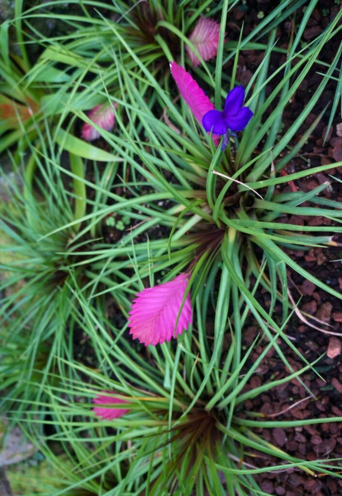 fleur dans le le jardin botanique de Quito