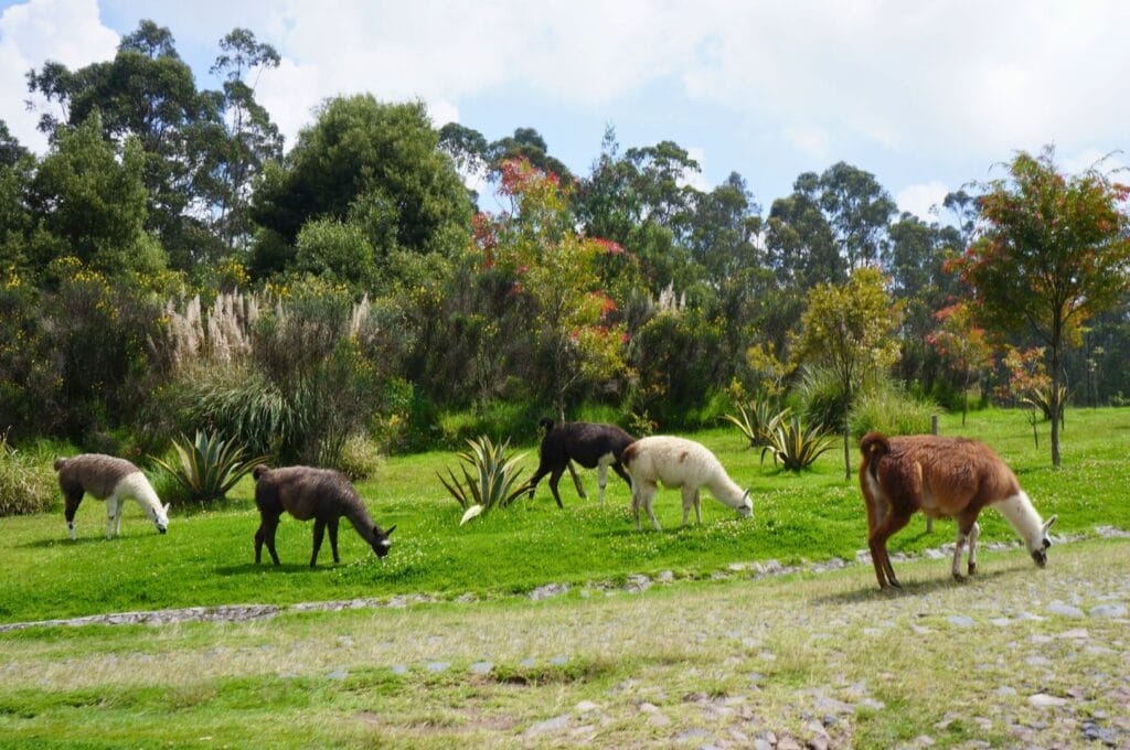 le parc métropolitain de Quito et ses lamas
