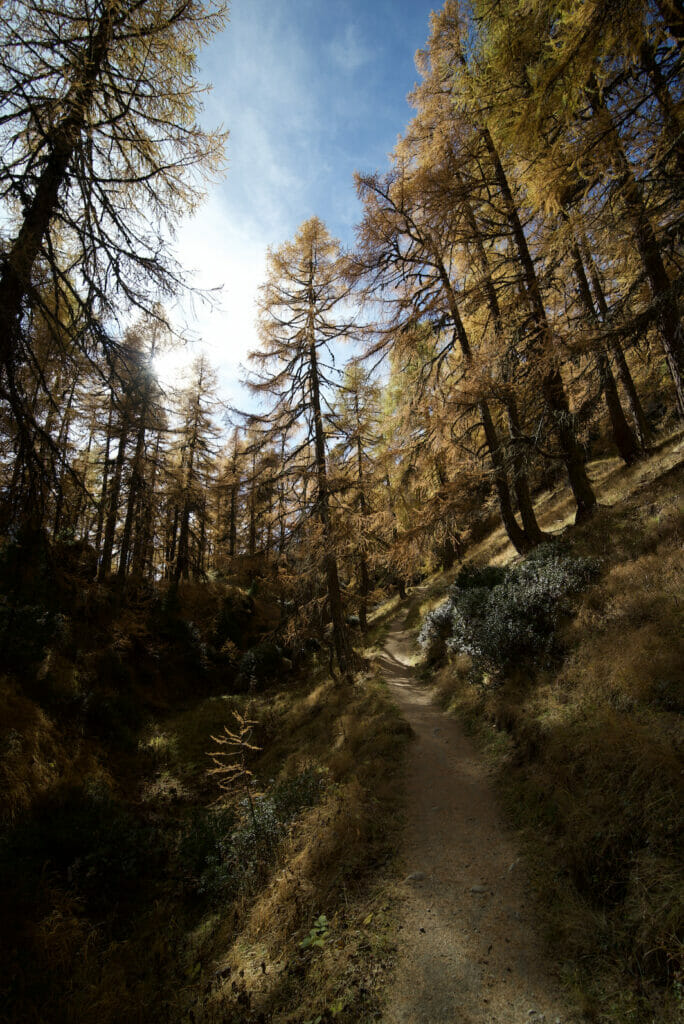 sentier forêt lac bleu