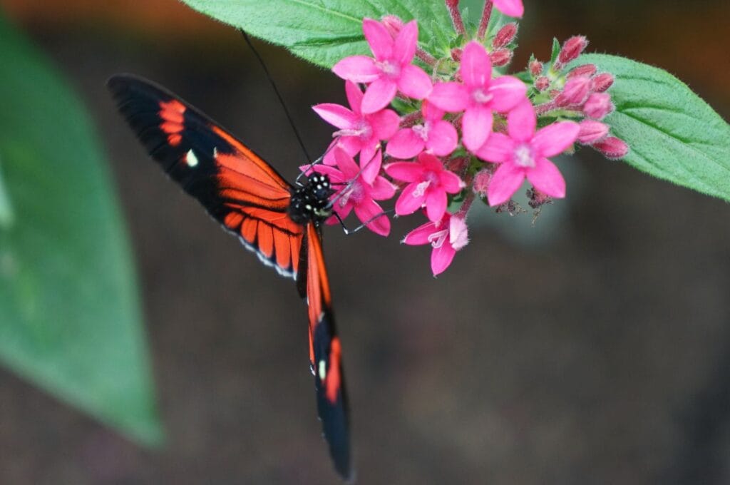 un papillon de la ferme aux papillons Mariposario Mariposas de Mindo