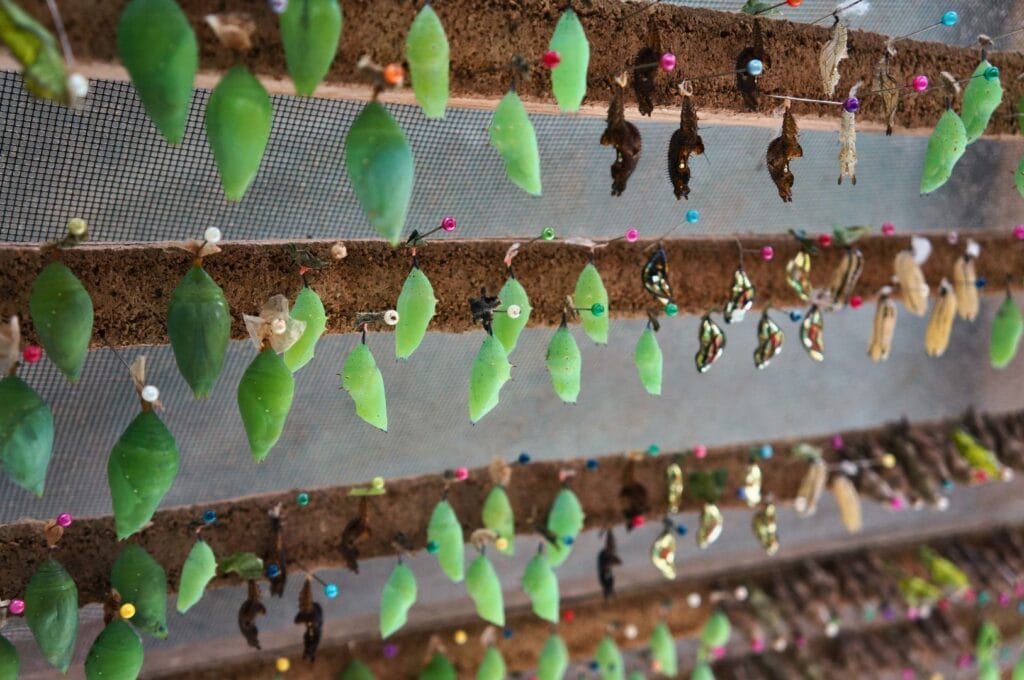 les cocons dans la nurserie d'une ferme aux papillons en Équateur