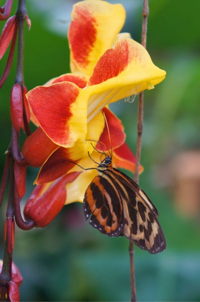 un papillon de la ferme aux papillons Mariposario Mariposas de Mindo