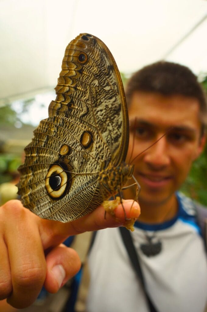 un papillon de la ferme aux papillons Mariposario Mariposas de Mindo