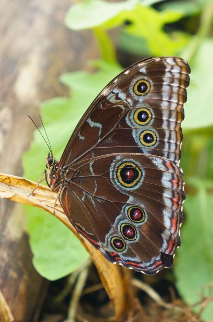 un papillon de la ferme aux papillons Mariposario Mariposas de Mindo