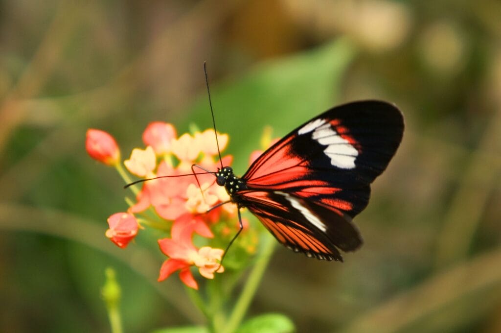 un papillon de la ferme aux papillons Mariposario Mariposas