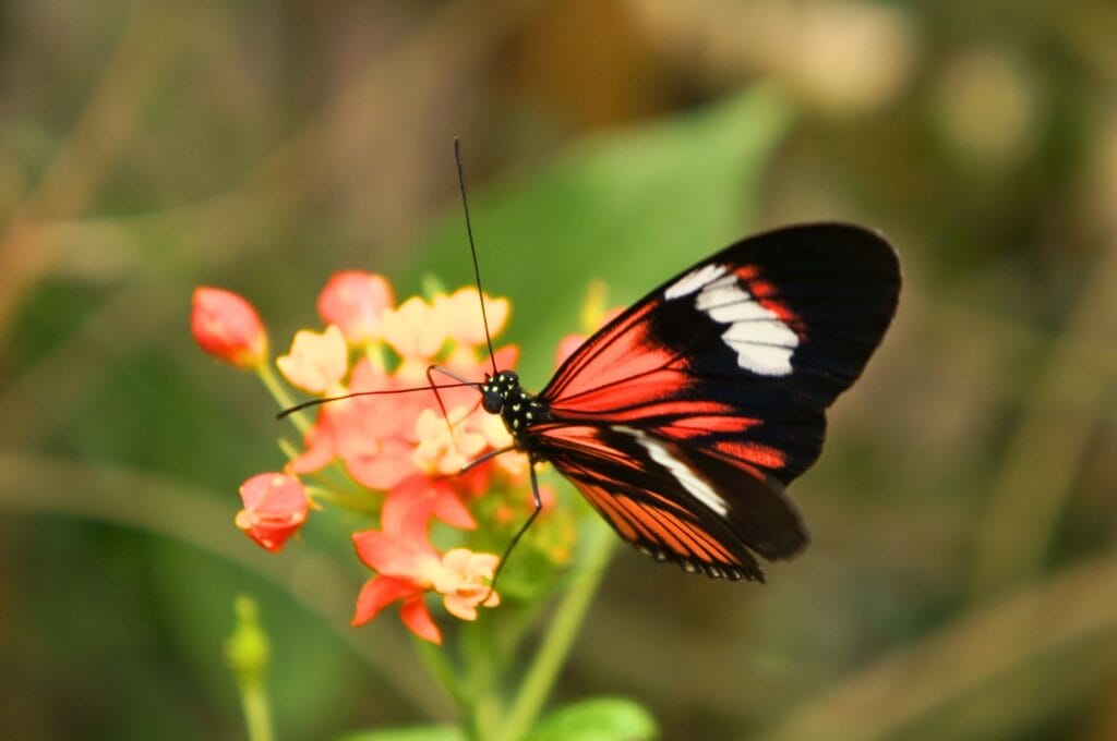 un papillon de la ferme aux papillons Mariposario Mariposas de Mindo