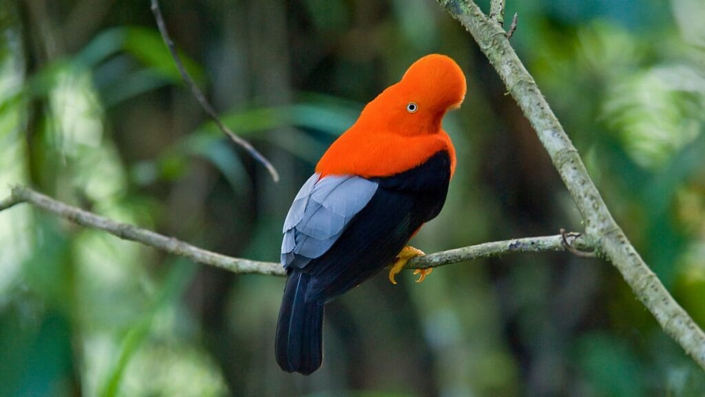 le coq-de-roche péruvien, un oiseau que l'on peut observer à Mindo en Équateur