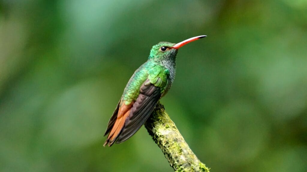 un colibri dans la cloud forest de Mindo