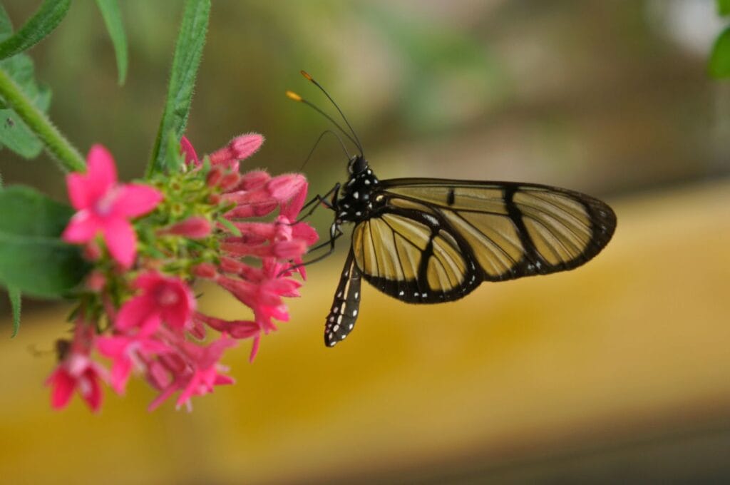 un papillon de la ferme aux papillons Mariposario Mariposas de Mindo