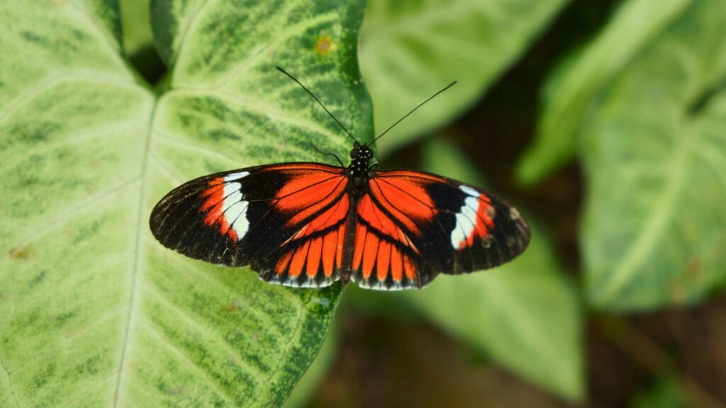 un papillon de la ferme aux papillons Mariposario Mariposas de Mindo
