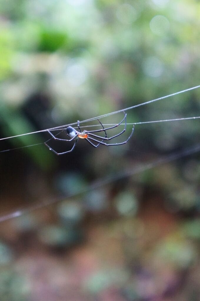 une araignée en Amazonie équatorienne