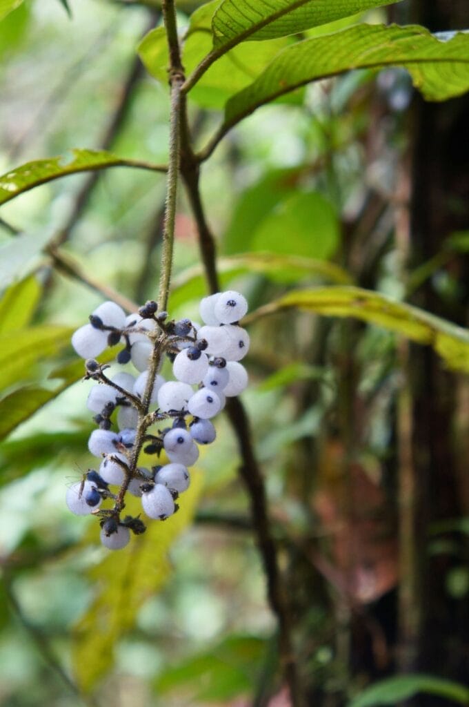 des baies dans la forêt tropicale équatorienne