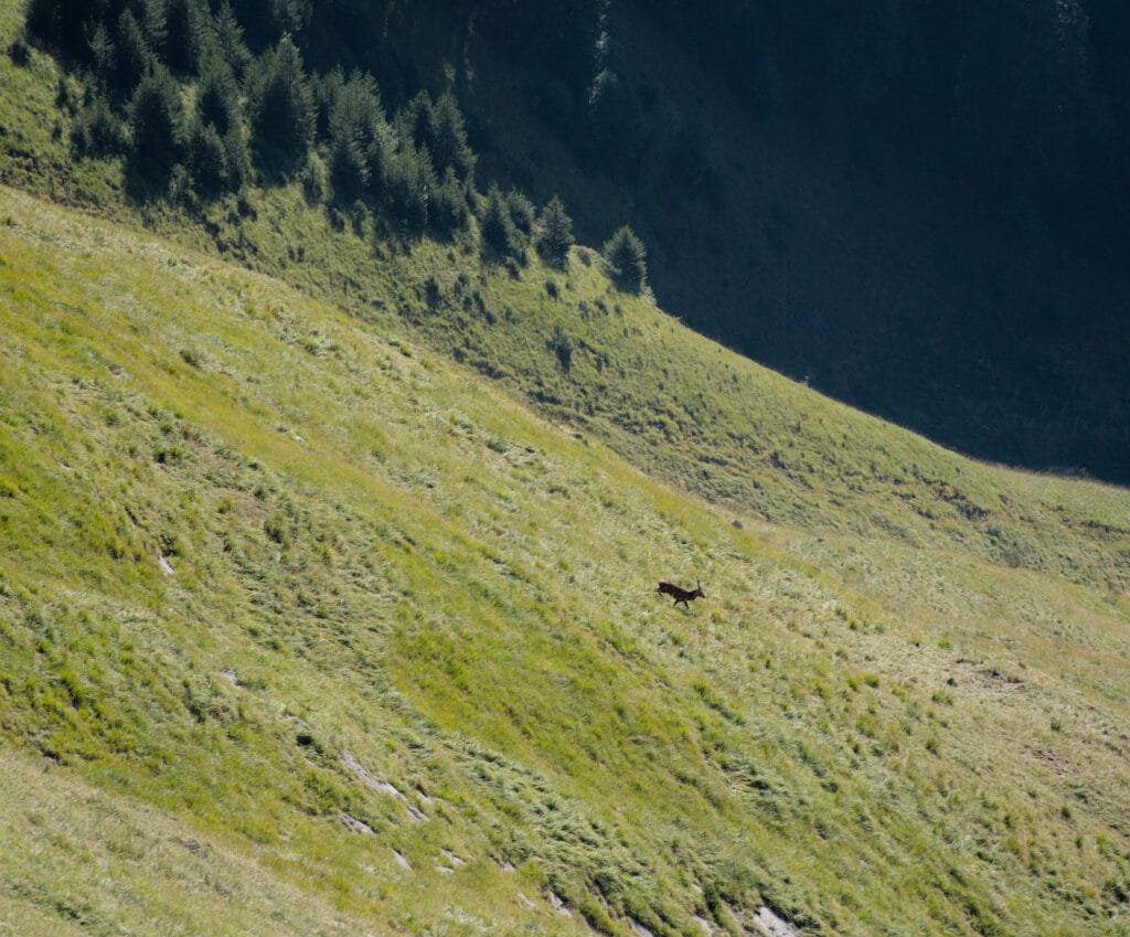 cerf sur le Hardergrat