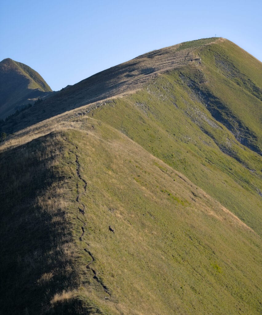 des chamois au milieu du chemin