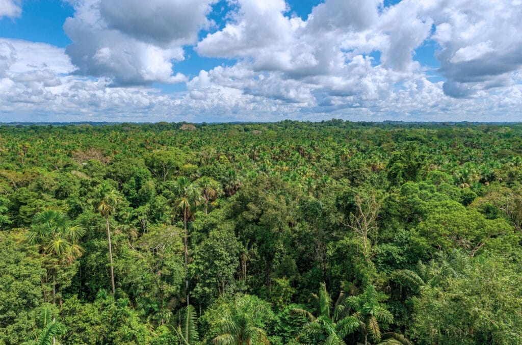 vue aérienne de l'Amazonie