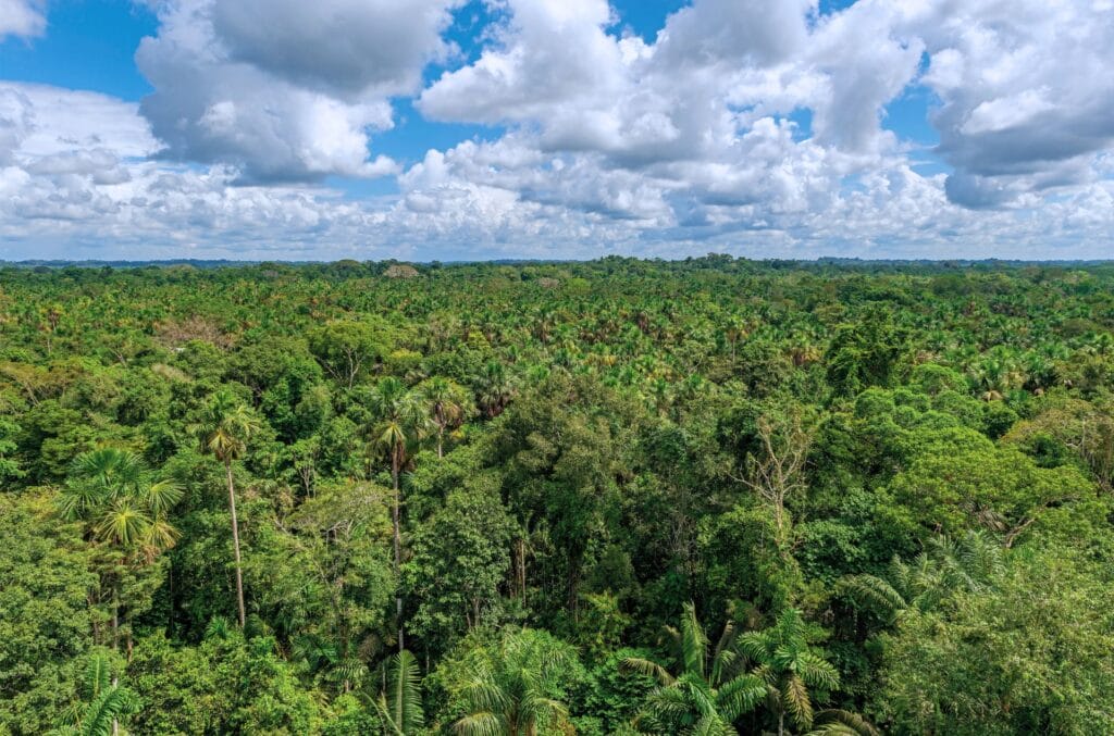 Aerial view of the Amazonian rainforest