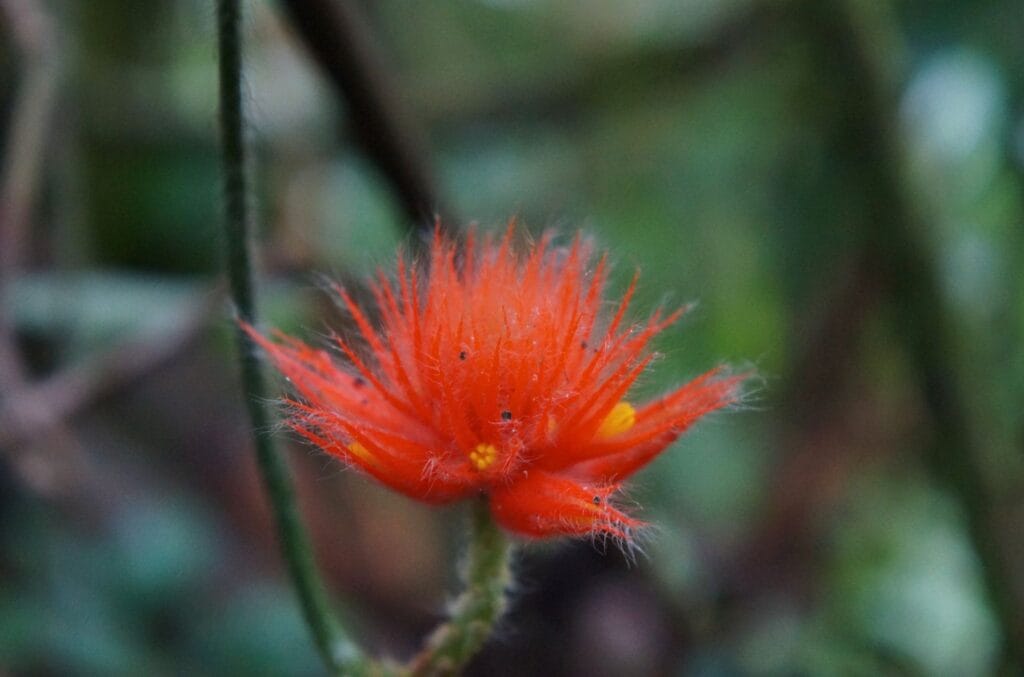 une fleur dans la jungle équatorienne