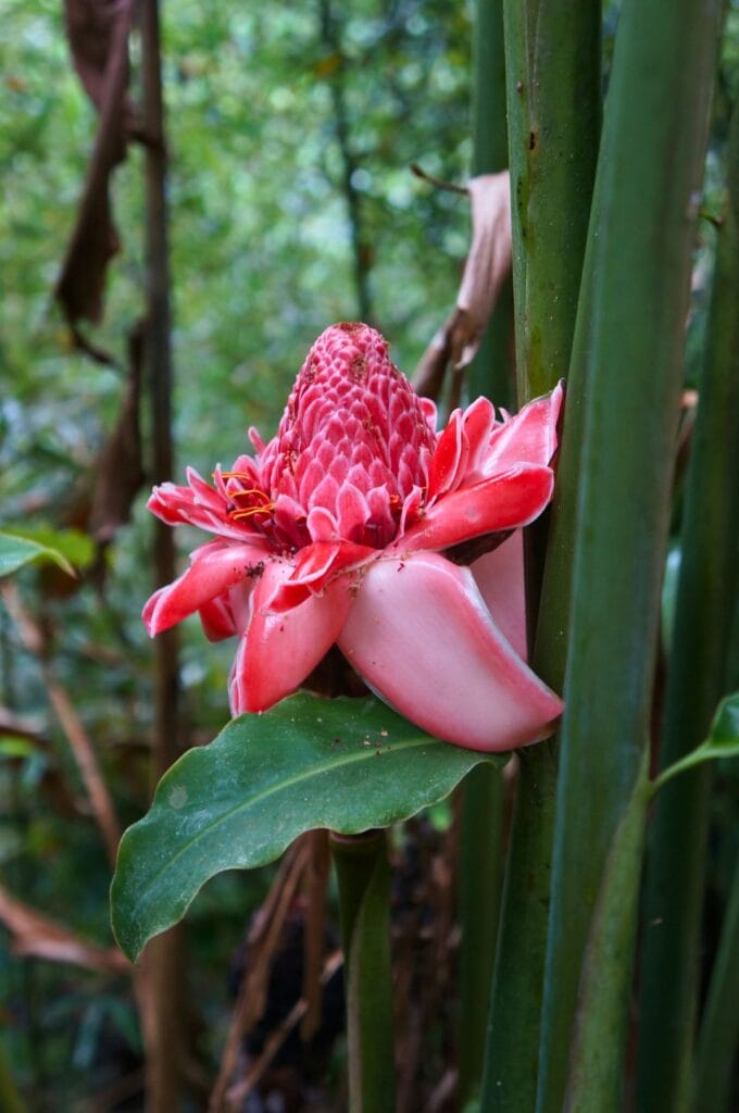 une fleur amazonienne