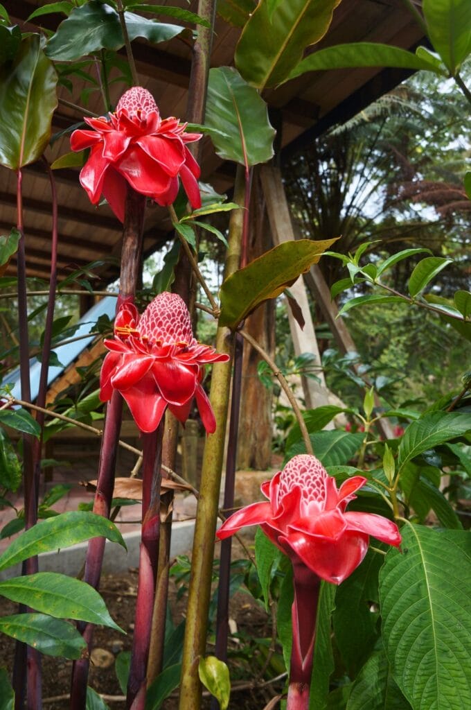 des fleurs devant le lodge en Amazonie