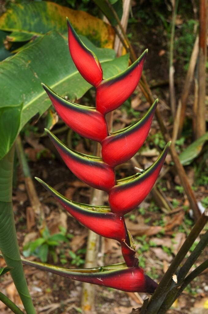 une plante colorée dans la forêt équatorienne