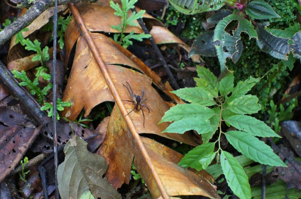 une araignée en Amazonie en Équateur