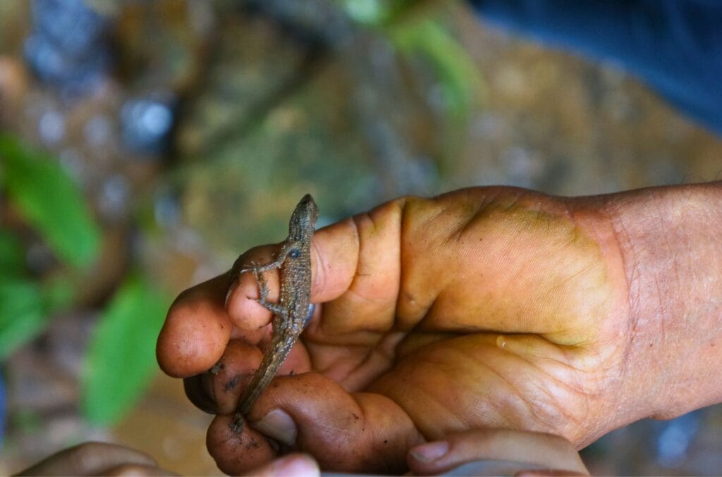 un lézard dans la foret amazonienne en equateur