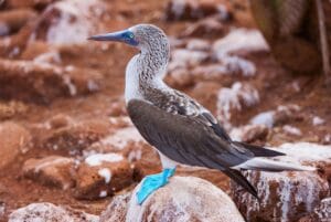 fou à pieds bleus dans l'archipel des galápagos