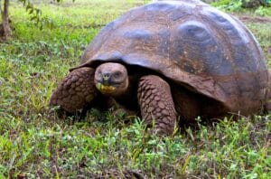 une tortue sur les îles Galapagos en Équateur