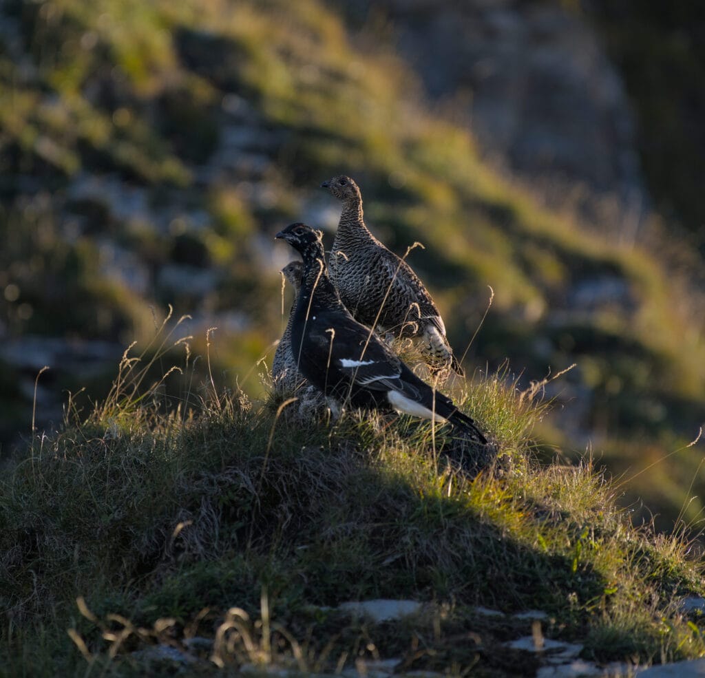 lagopèdes sur le Hardergrat