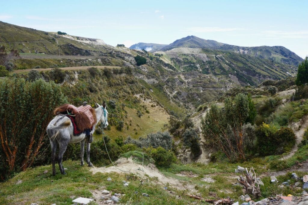 A mule in front of the hilly landscape in Quilotoa 