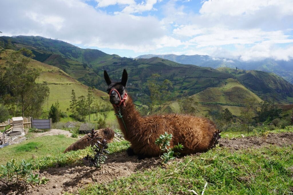 A llama on the Quilotoa loop