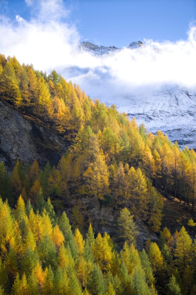 mélèzes en automne