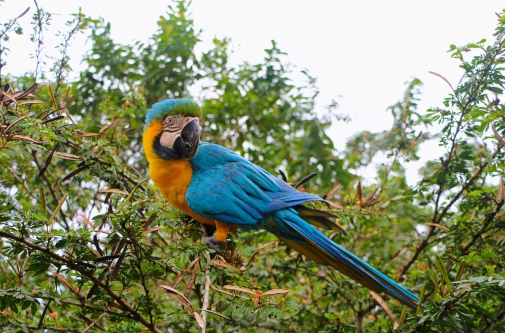 a parrot in the Amazon rainforest in Ecuador