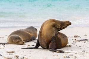 phoques dans l'archipel des galápagos