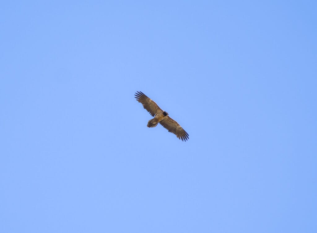 un aigle qui plane au-dessus de nous