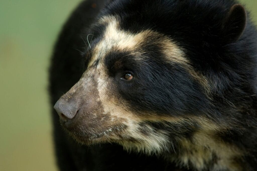 ours a lunettes au Pérou