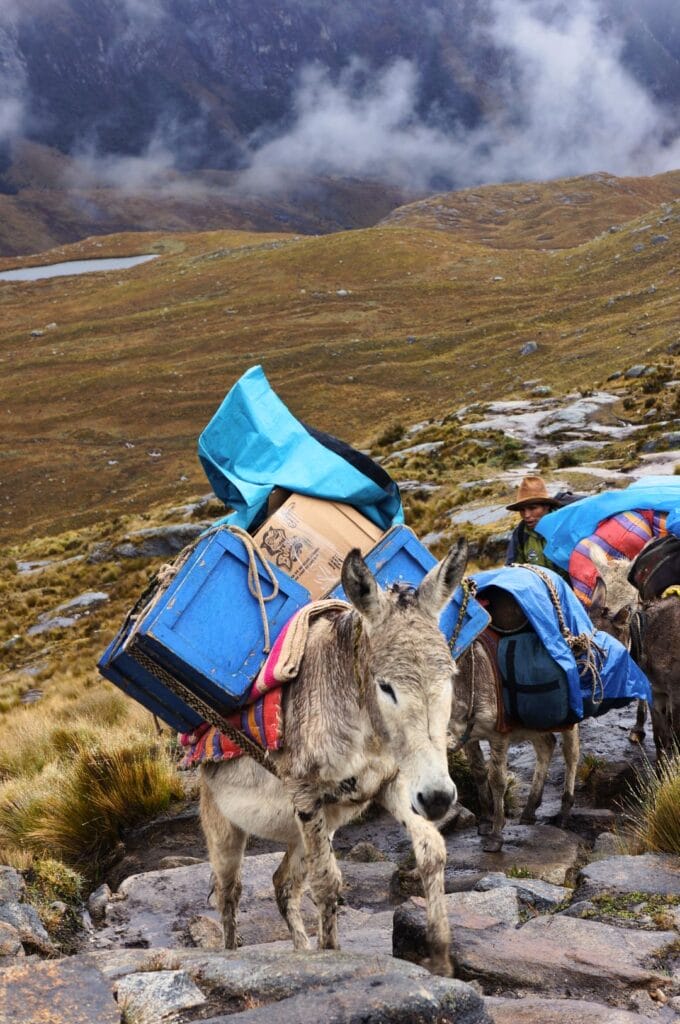 Mules with all the trekking gear