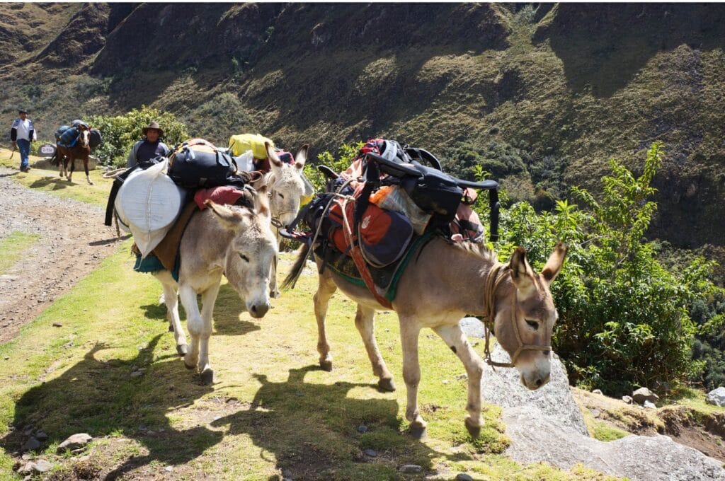 les mules portant le matériel de camping