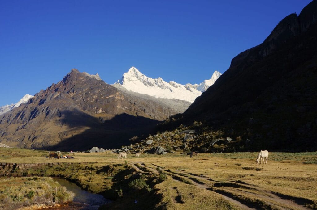 les mules devant les montagnes