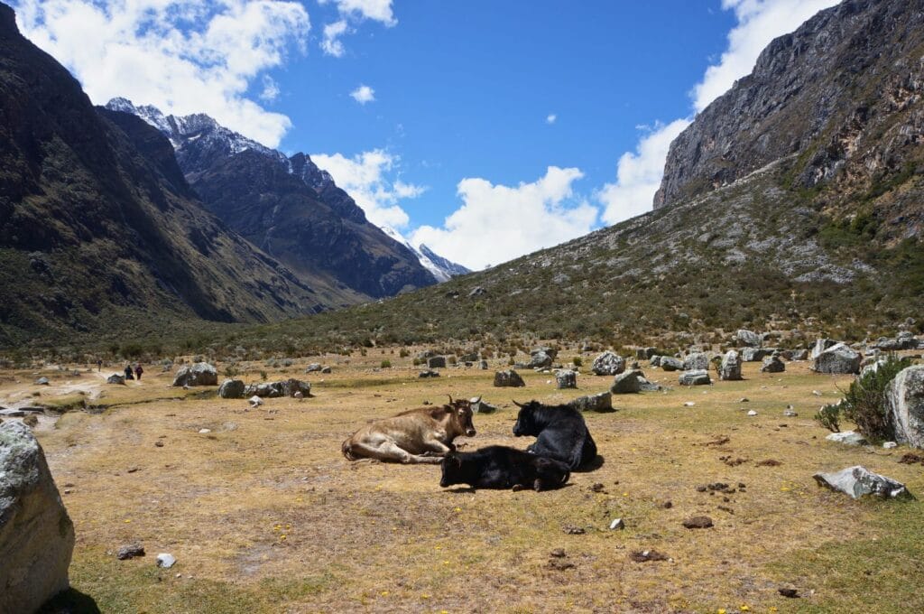 vaches au soleil au Pérou