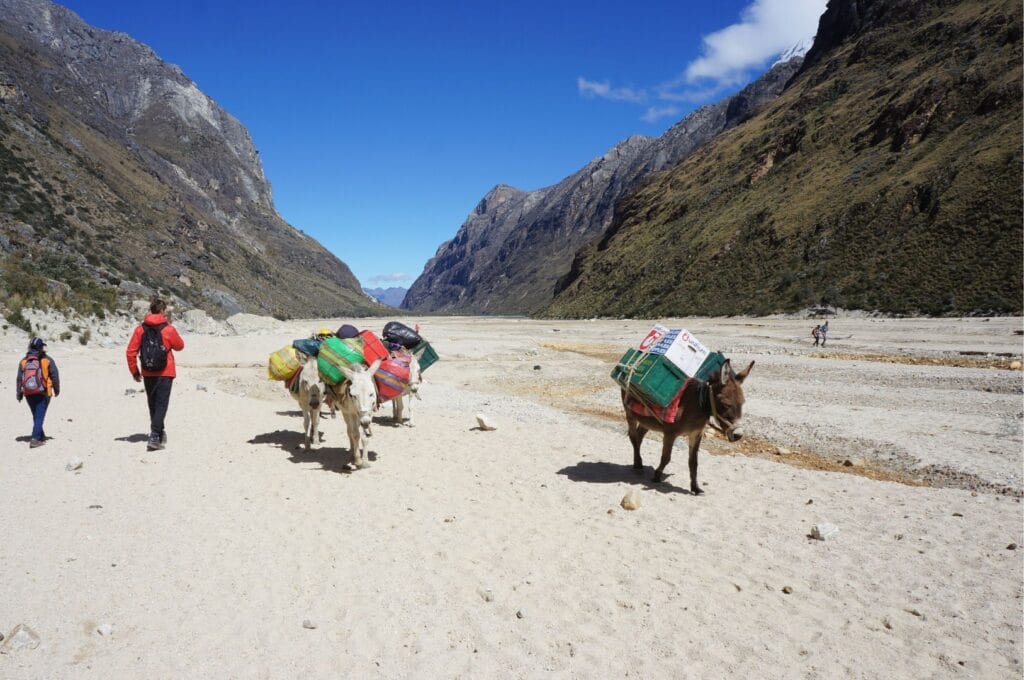 Mules and hikers from our group