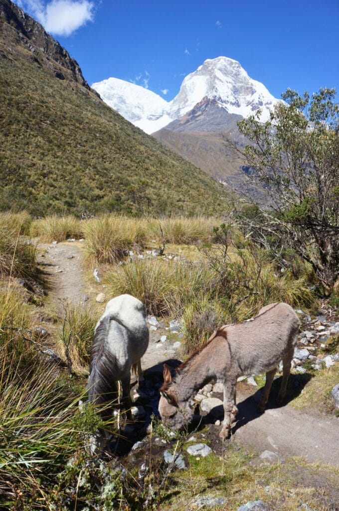 des mules sur le sentier de la laguna 69 au Pérou