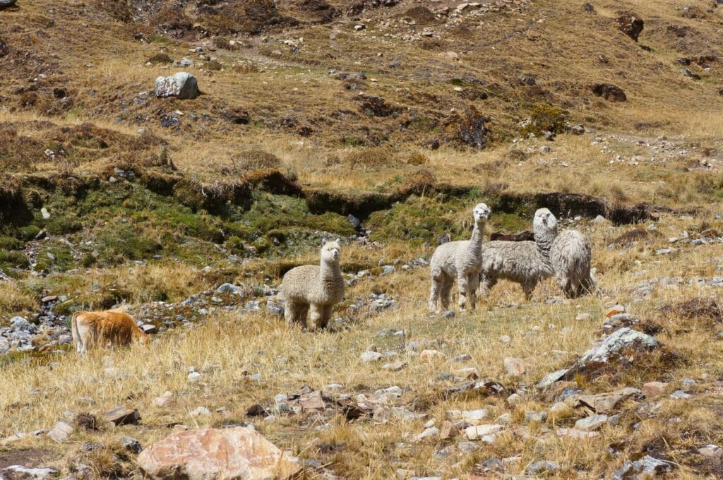 llamas in the wild in Peru